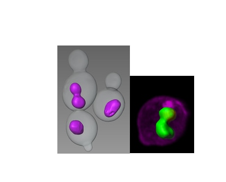 Three dimentional reconstructions of yeast nuclei