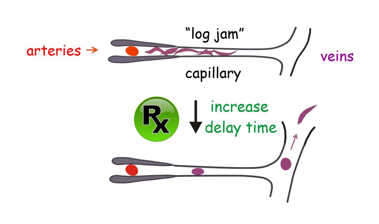 A diagram displaying the flow of drug treatments in the blood vessels.