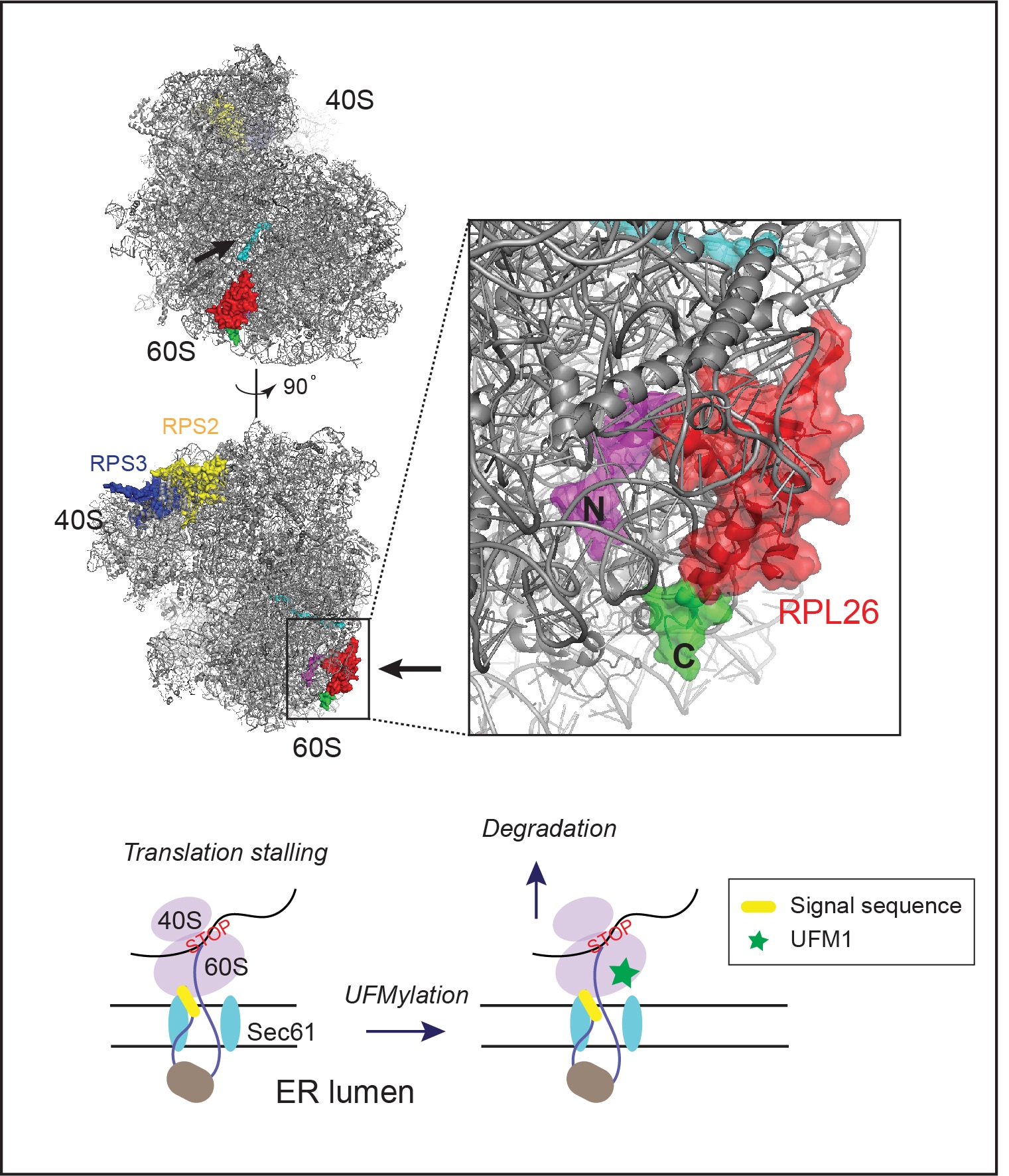 Role of nucleolus in ribosome quality control.