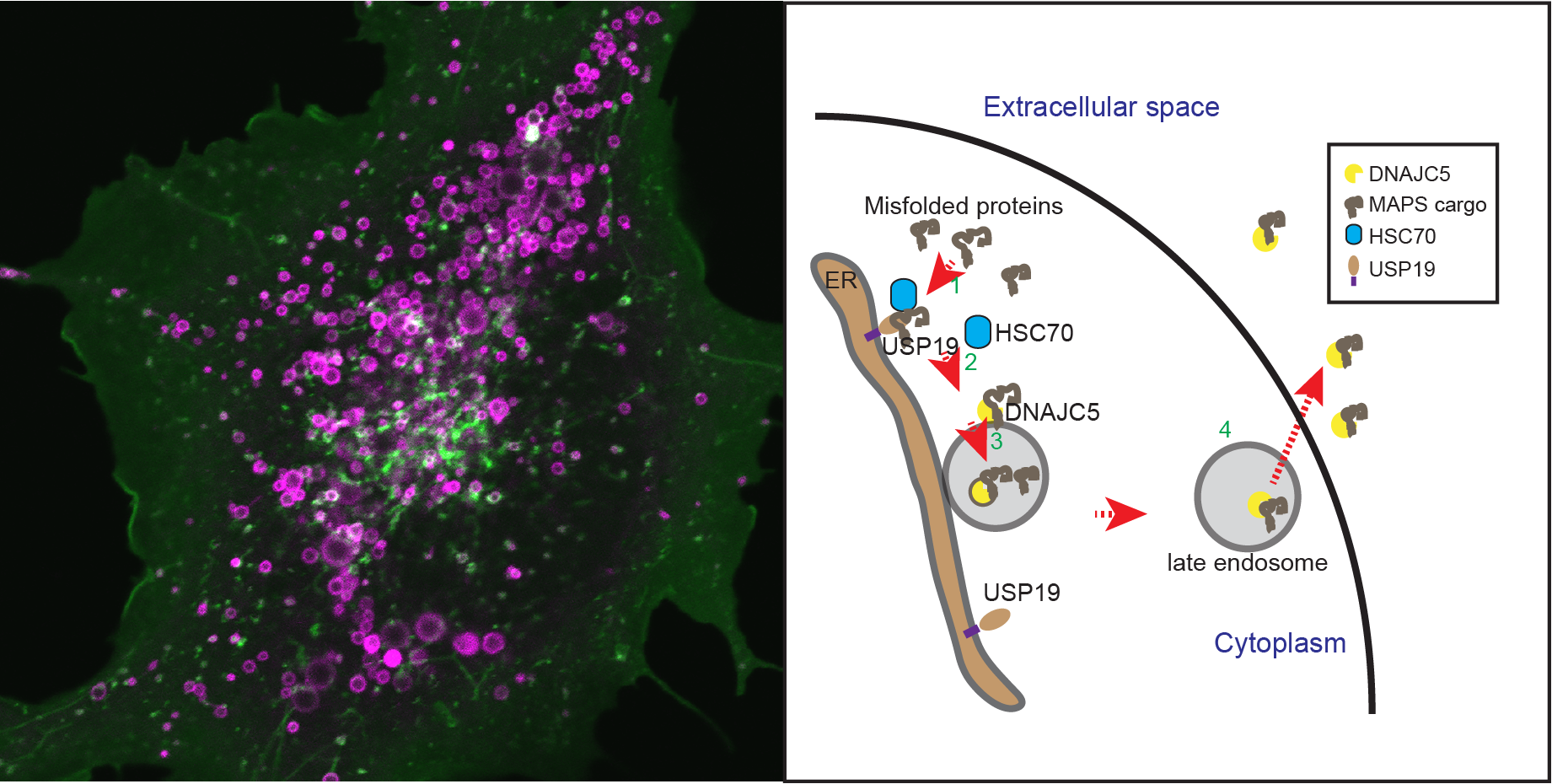 An unconventional protein secretion pathway releases misfolded cargoes via late endosomes