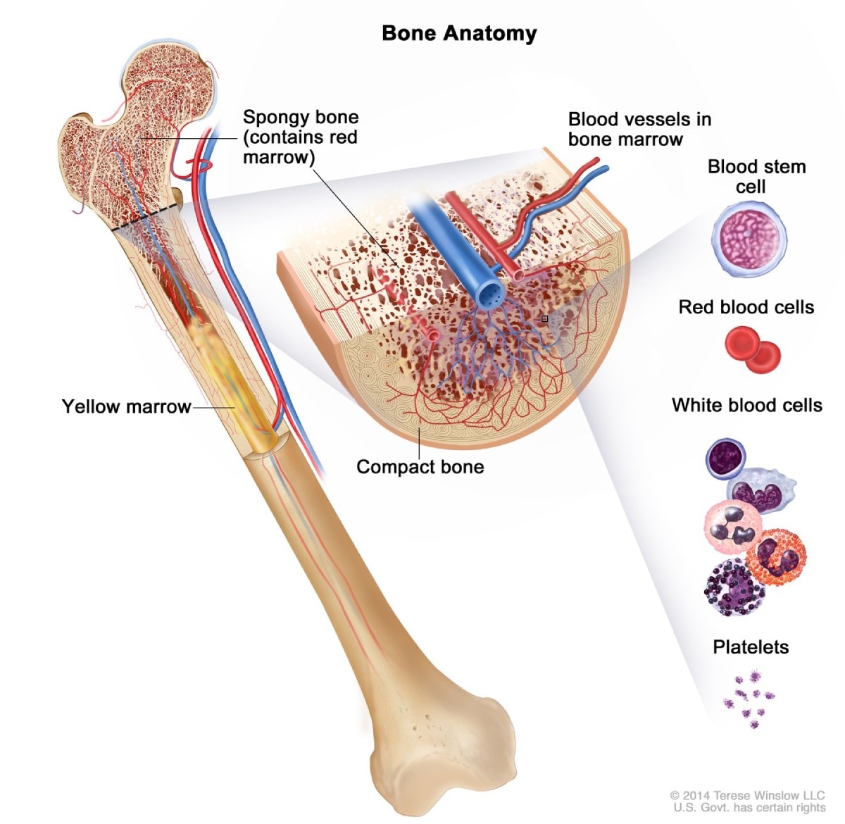 Cross section of a bone showing spongy bone, compact bone, and blood vessels in bone marrow, with an inset showing individual blood components: blood stem cell, red blood cells, white blood cells, and platelets.