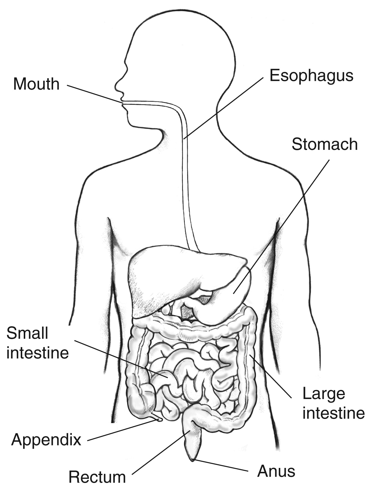 Digestive tract within the outline of the top half of a human body. The mouth, esophagus, stomach, small intestine, appendix, large intestine, rectum, and anus are labeled.