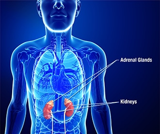 Illustration of the kidneys and adrenal glands.