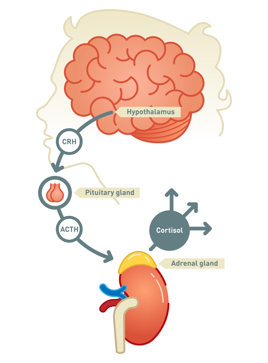 CRH tells the pituitary to make ACTH, which in turn tells the adrenals to make cortisol.