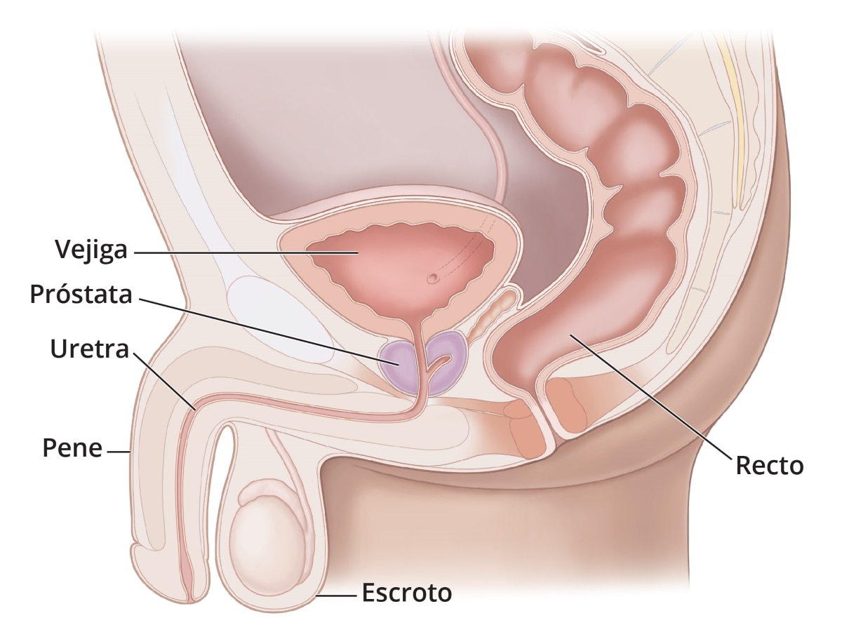 Vista lateral de las vías urinarias inferiores masculinas con etiquetas para señalar la vejiga, próstata, uretra, pene, escroto y recto.
