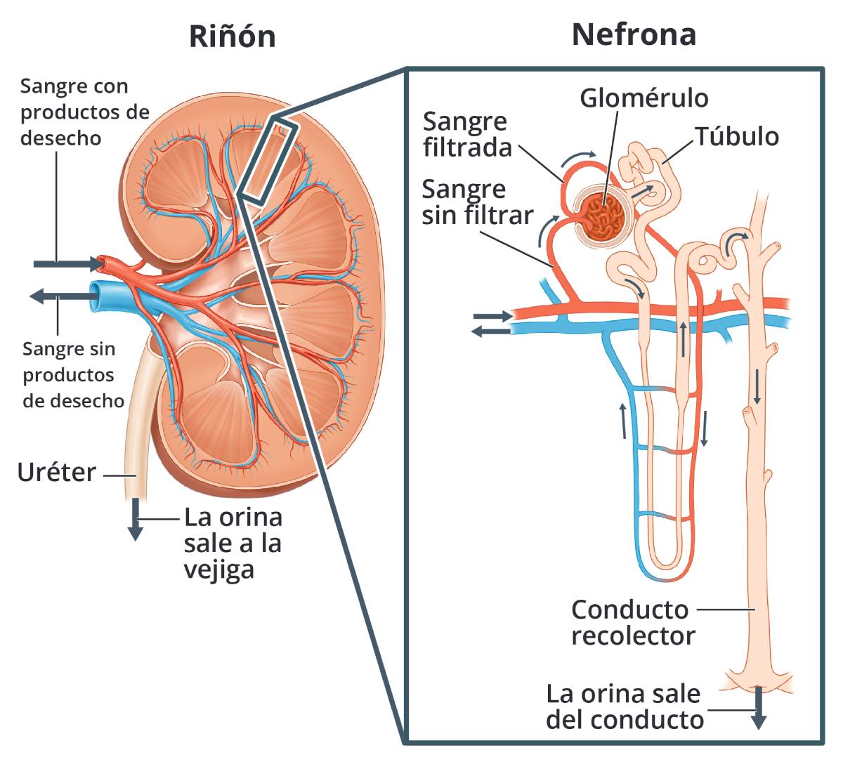 Sección transversal del riñón muestra el flujo de sangre y orina. Vista ampliada de la nefrona muestra el glomérulo, túbulo y conducto colector, y el flujo de sangre y orina.