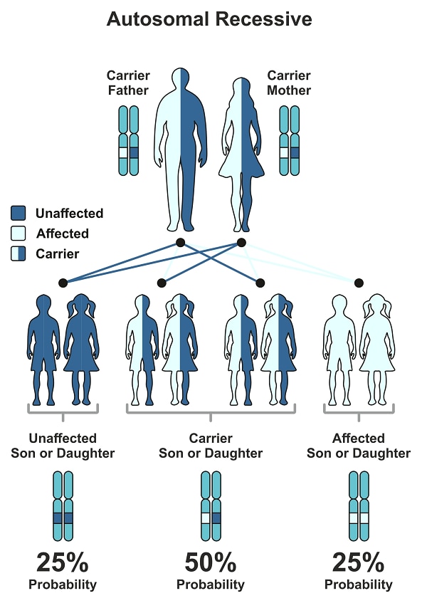 Illustration showing the probability that children will be affected by an autosomal recessive disease if both parents are carriers. Children have a 25% probability of being unaffected, a 50% probability of being carriers, and a 25% probability of being affected and having the disease.