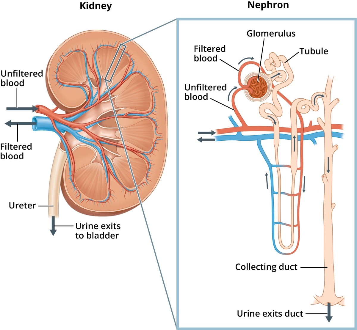 Two illustrations. A human kidney, with arrows showing where unfiltered blood enters the kidney and filtered blood leaves the kidney. Wastes and extra water leave the kidney through the ureter to the bladder as urine. An inset image shows a microscopic view of a nephron, one of the tiny units in the kidney that filters the blood. Labels point to the glomerulus, tubule, and the duct that collects the extra waste and water that leave the body as urine.