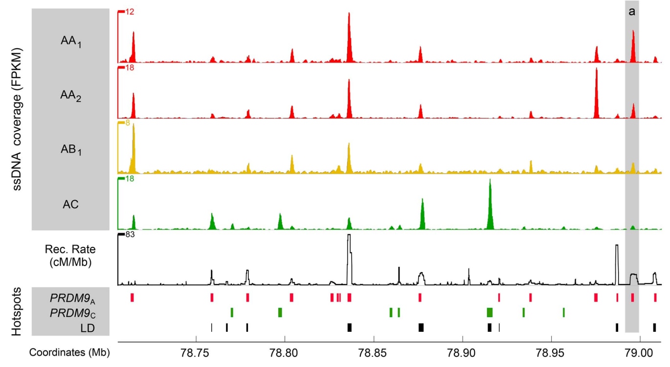 Genome browser tracks of data from experiments to map meiotic DSBs in human males.