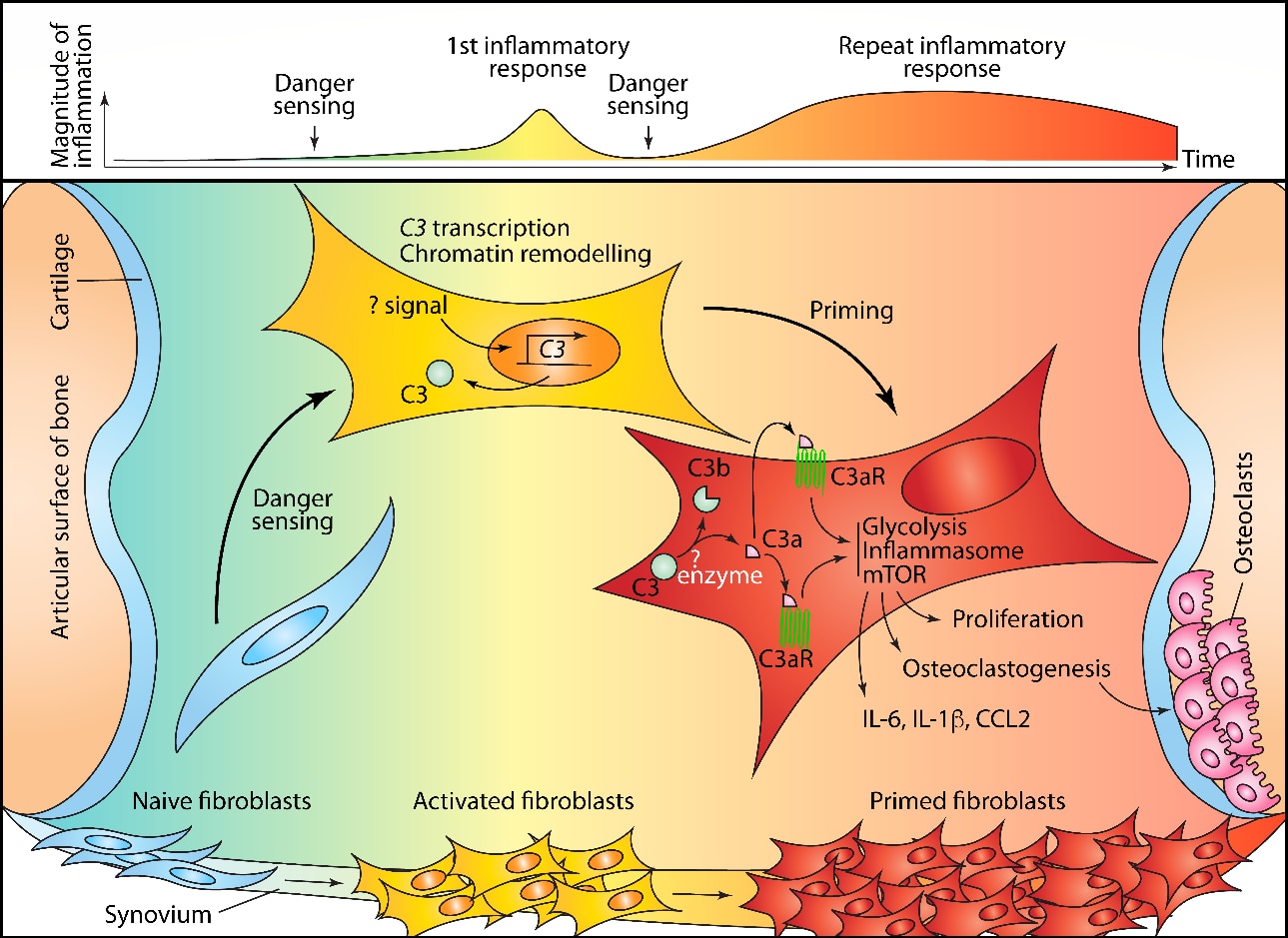 Fibroblast tissue priming.