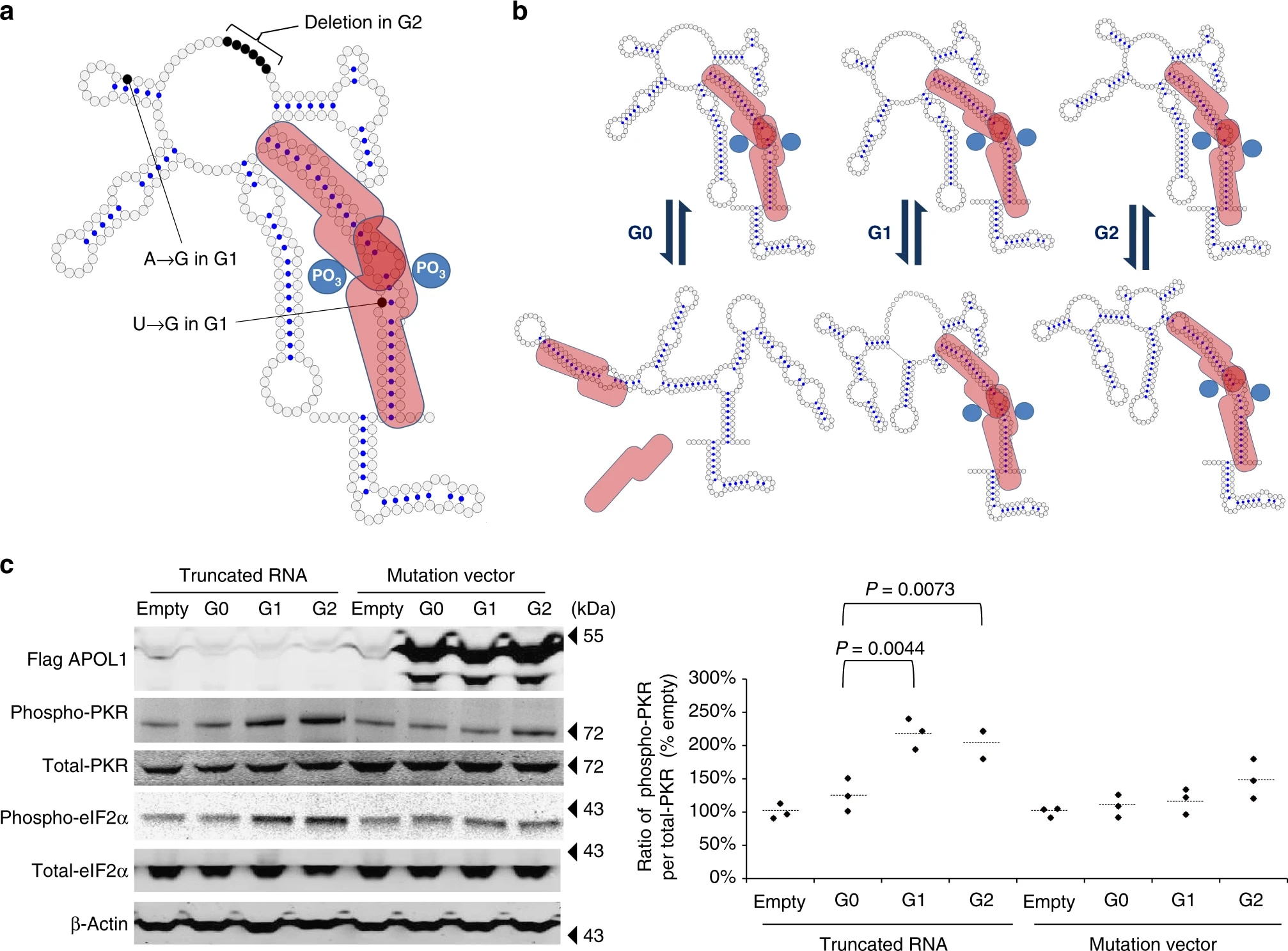 APOL1’s unusual 3’ secondary structure.