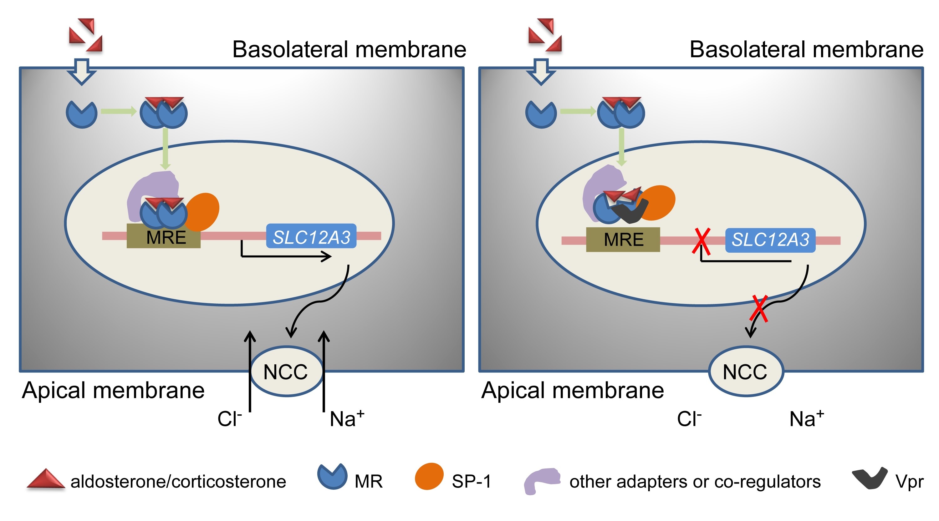 Vpr affects renal Na+ homeostasis through suppression of NaCl cotransporter expression in distal convoluted tubule 