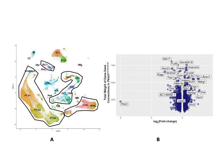 Single nucleus transcriptomic studies of Pkhd1 and control kidneys.