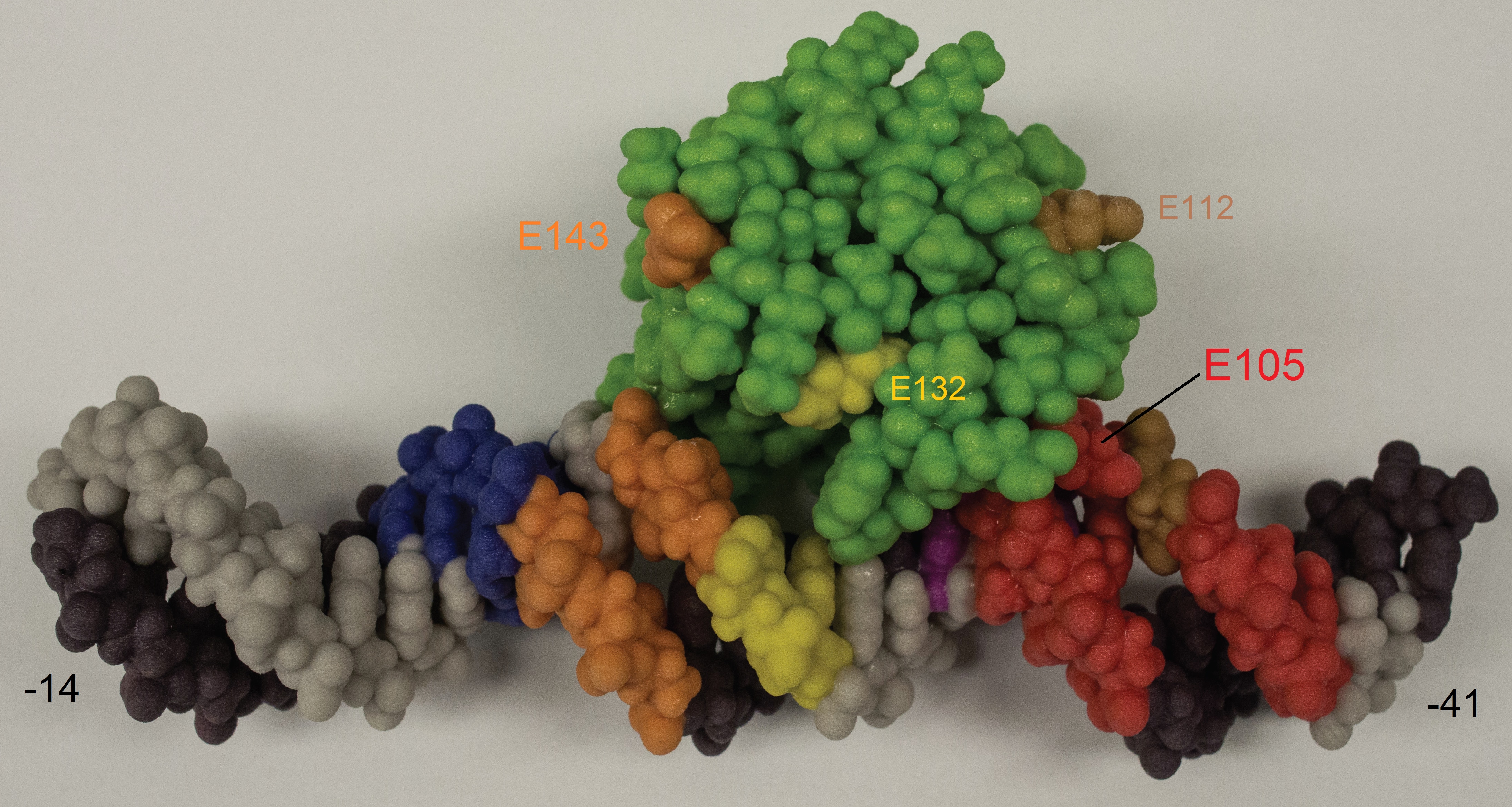 The interaction of the CTD of the T4 transcriptional activator MotA with DNA