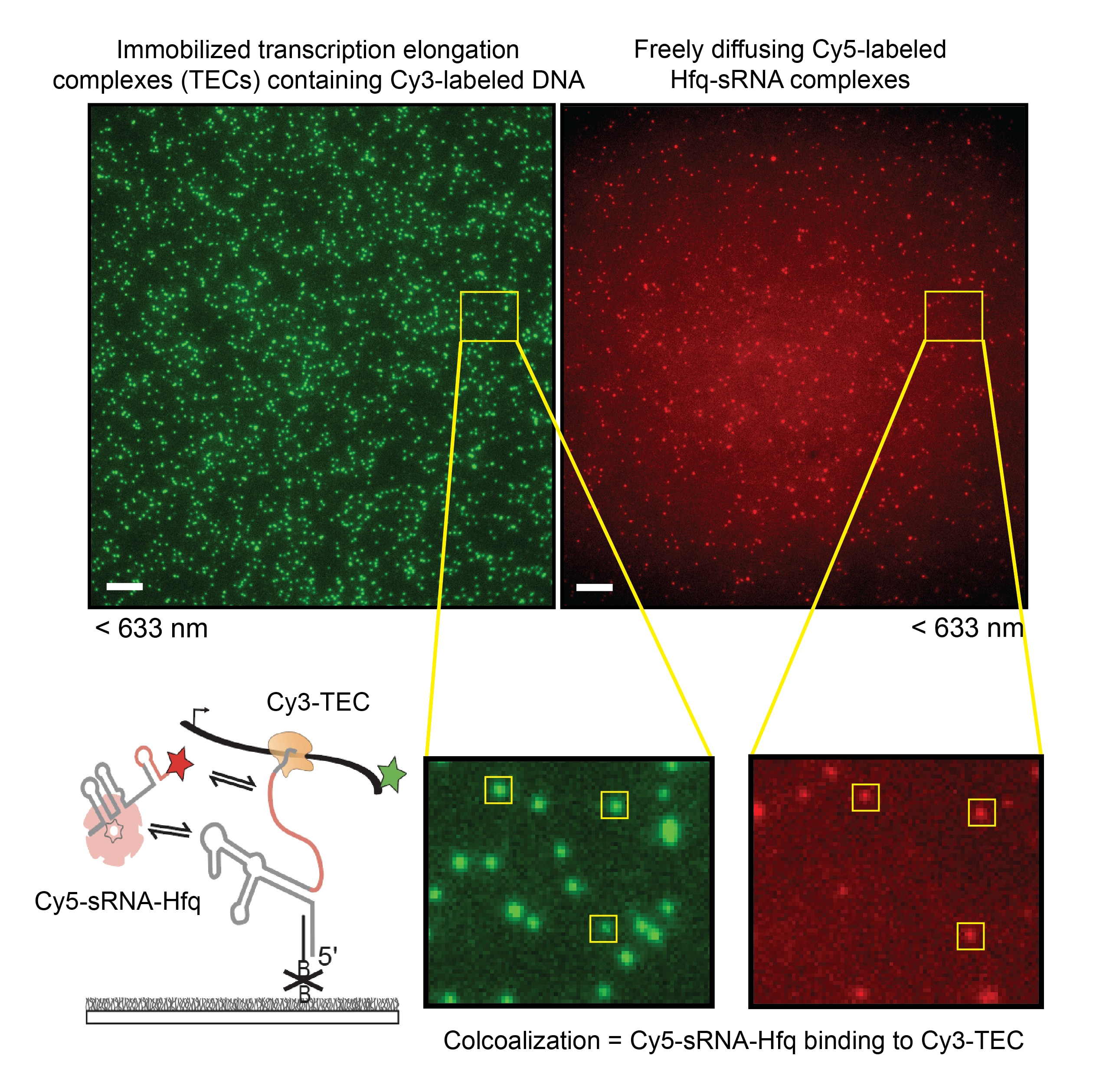 Raw fluorescence intensity images of single red-labeled and green-labeled molecules. Zoomed in regions at the bottom have yellow areas of interests surrounding three spots that are in the same position in both red and green channels indicating colocalization between red- and green-labeled molecules at the point in time that this image was taken.