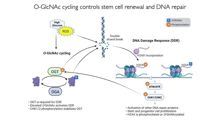 Diagram of O-GlcNAc cycling.