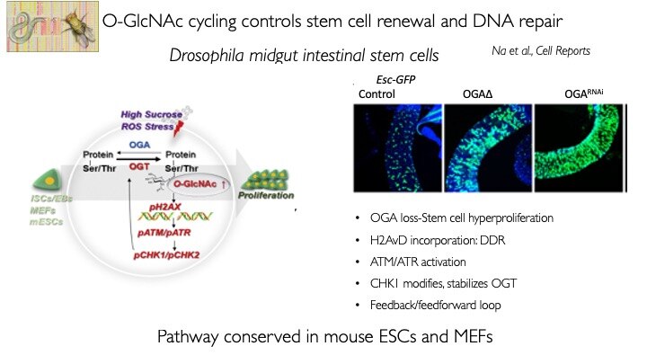 Diagram of O-GlcNAc cycling.