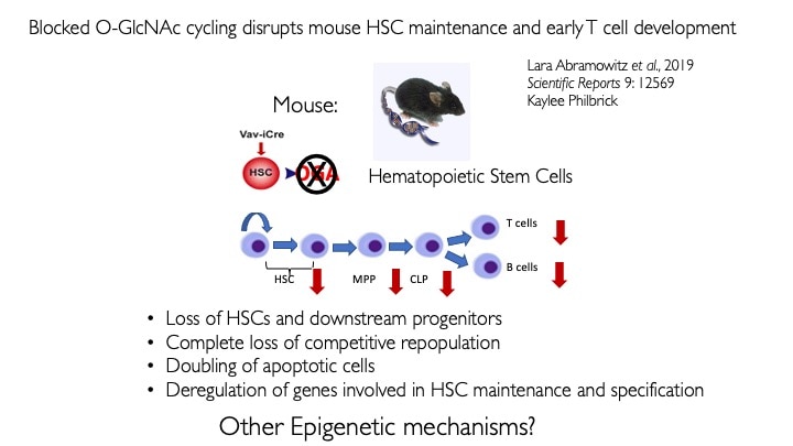Diagram of blocked O-GlcNAc cycling.
