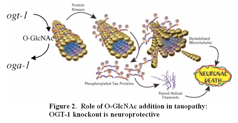 Hexosamie Signaling and Taopathy