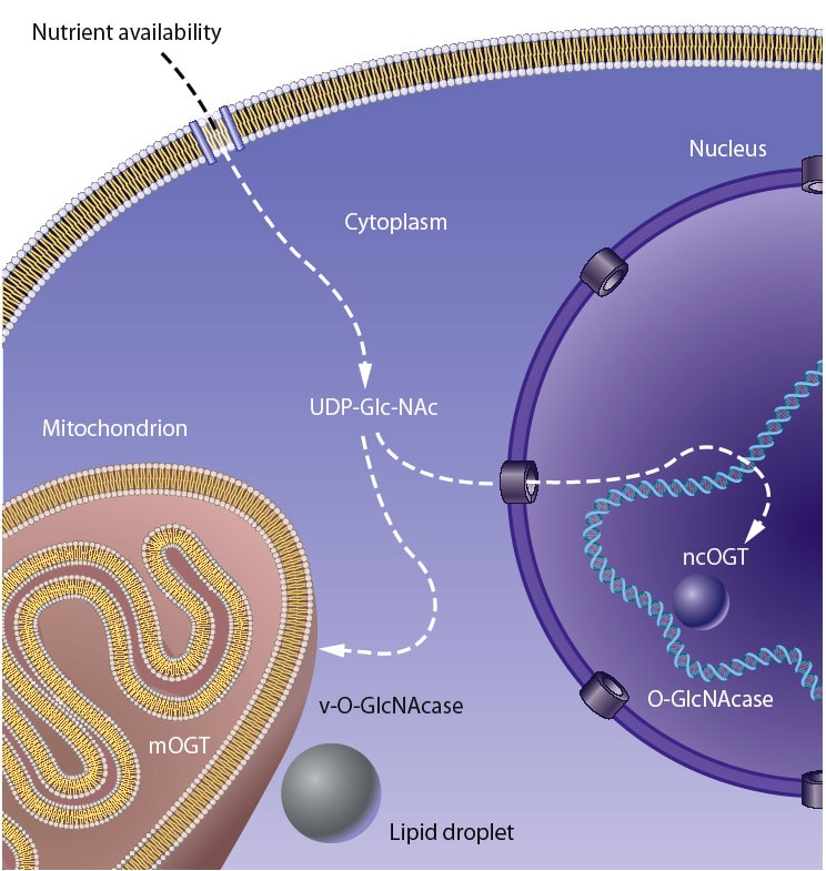 The Hexosamine Signaling Pathway