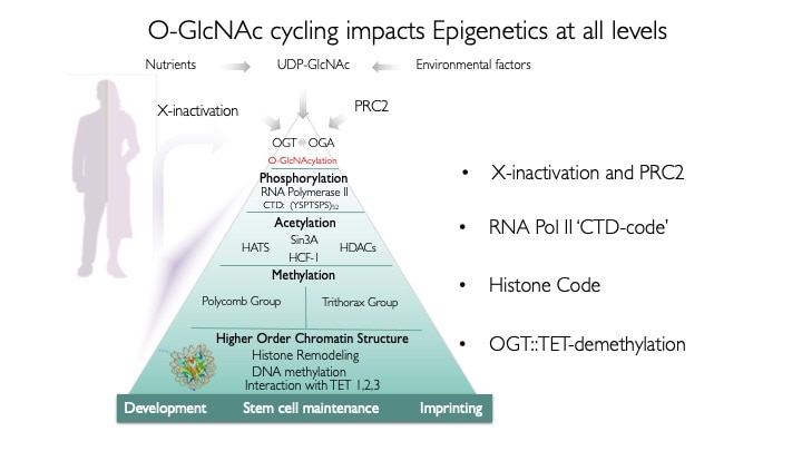 Pyramid diagram of O-GlcNAc cycling.