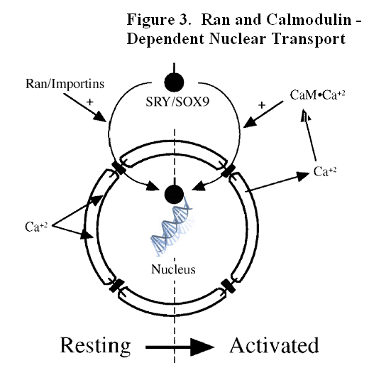 Ran and Calmodulin