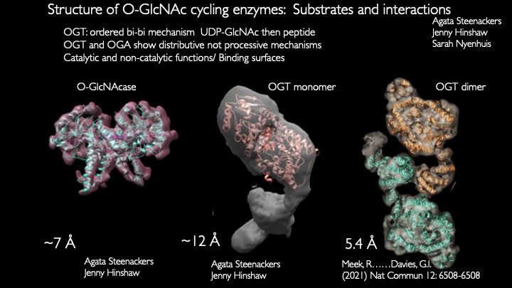 Diagram of the structure of O-GlcNAc cycling enzymes.