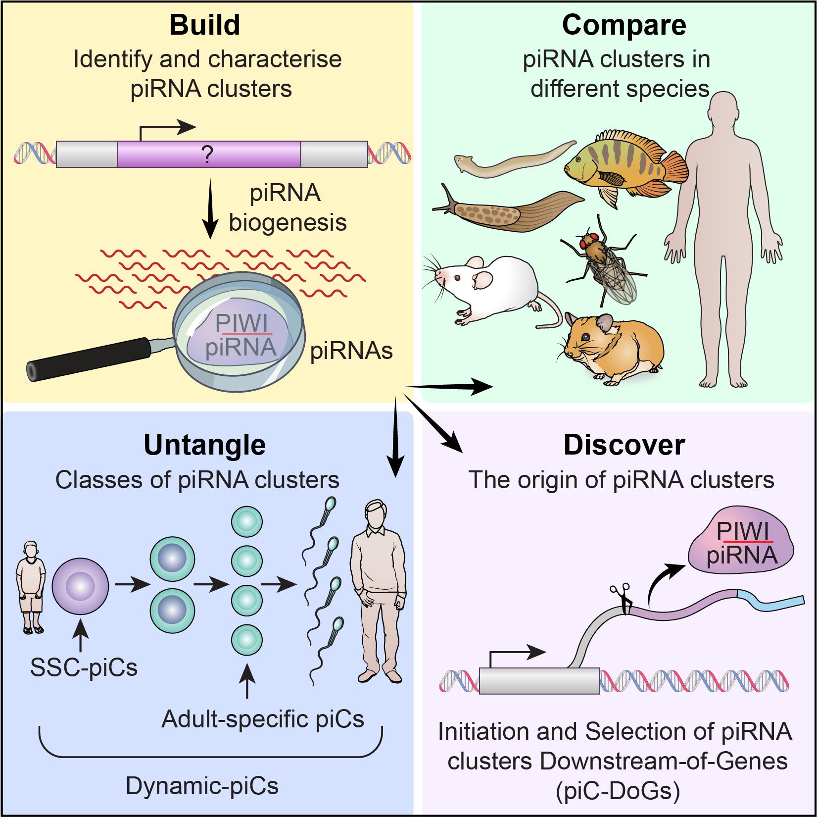 A chart of the comparative roadmap of PIWI-interacting RNAs across seven species reveals insights into de novo piRNA-precursor formation in mammals.