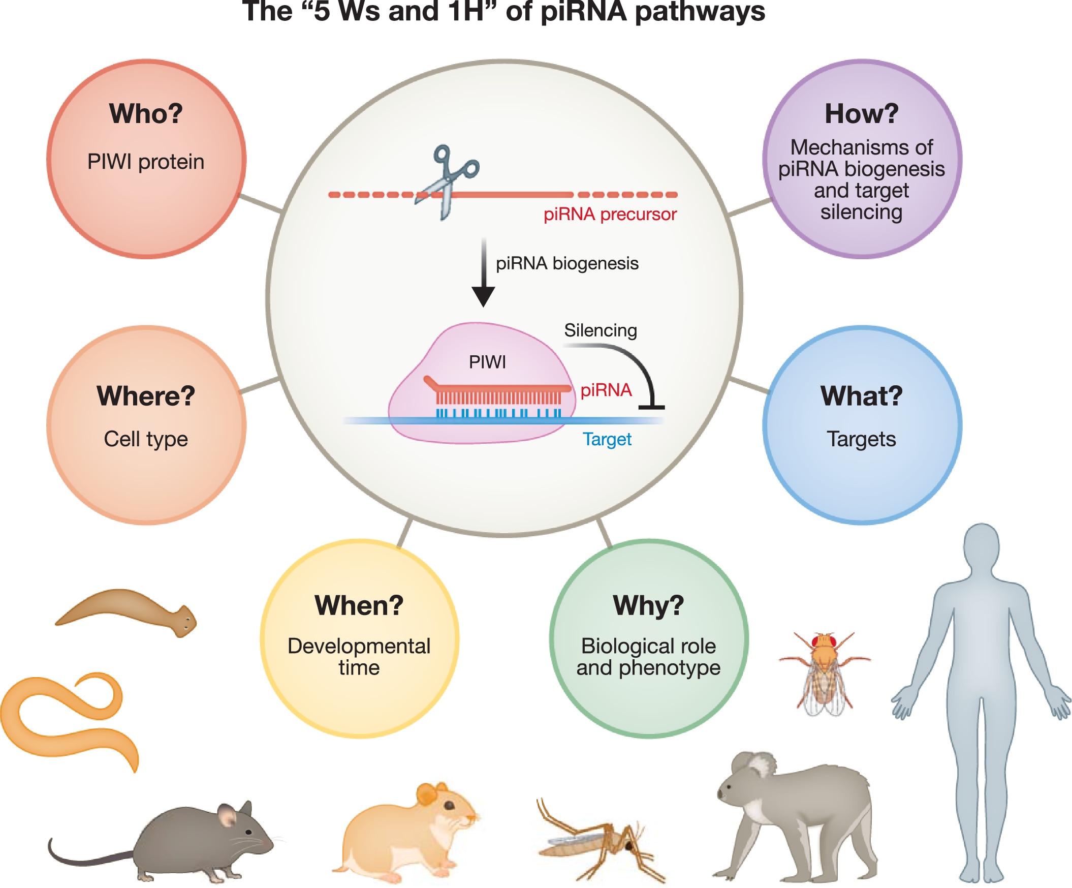 Chart explaining PIWI-interacting RNAs.