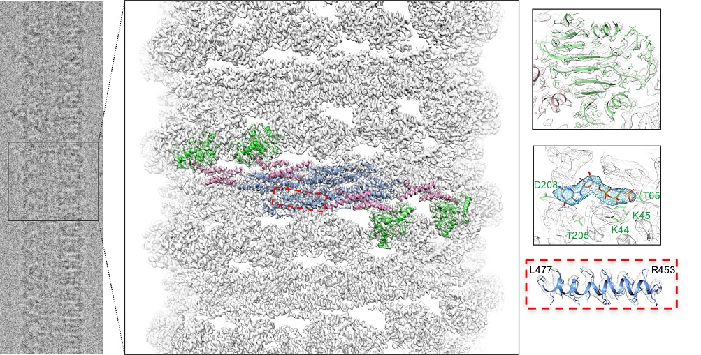 Cryo-EM map of assembled dynamin.