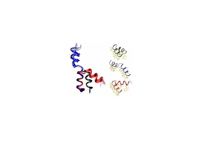 N-terminal fusion domain of hemagglutinin.