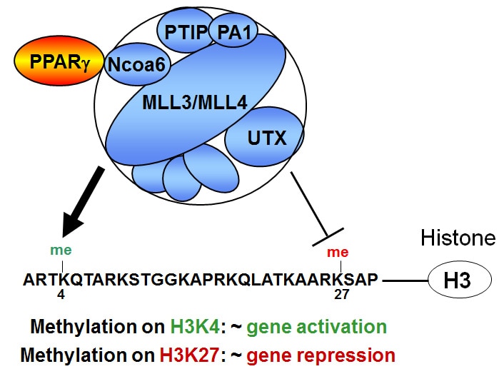 PPAR physically interacts with MLL3/4 complex.