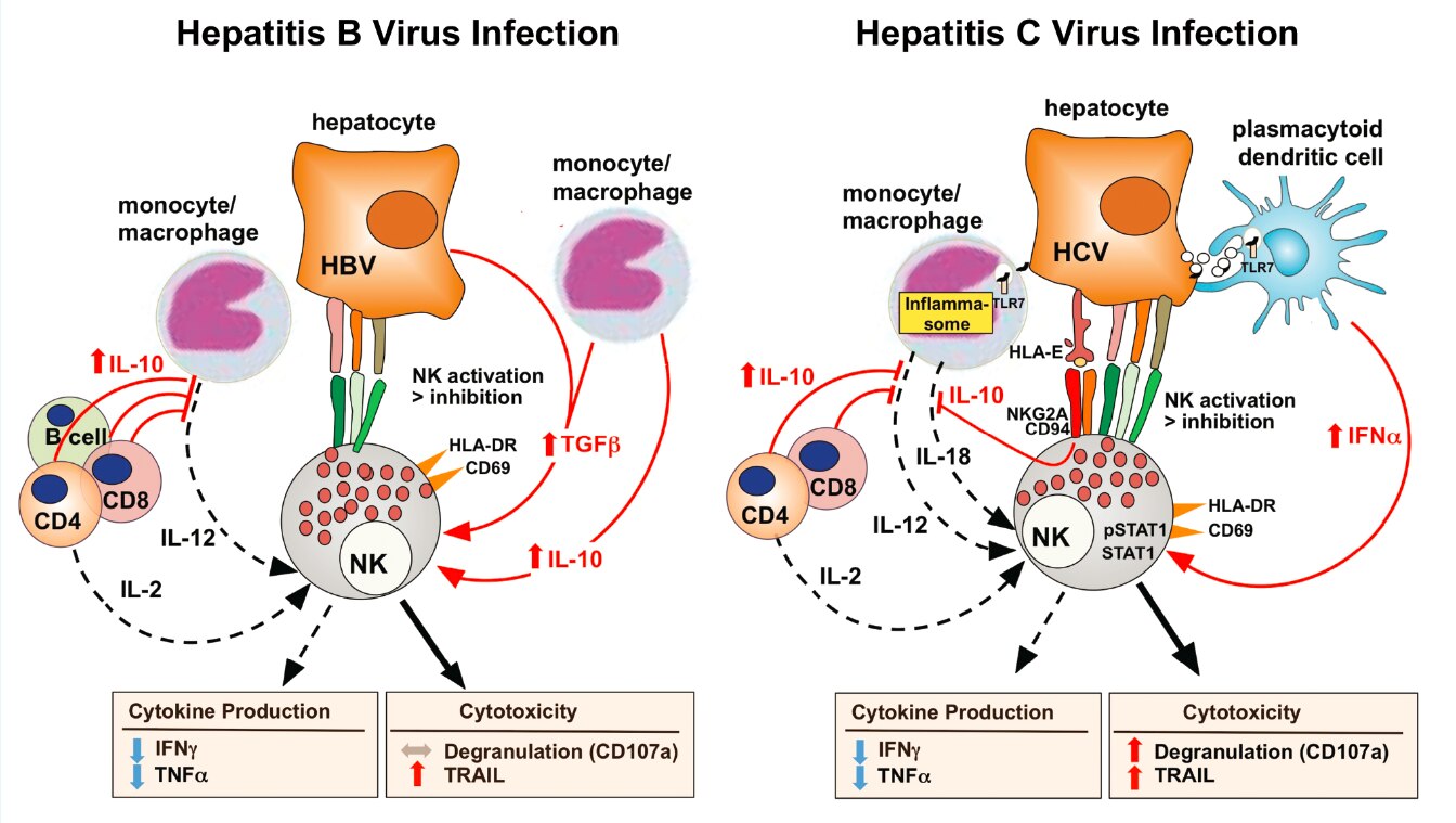 Natural killer cells display increased cytotoxicity and decreased cytokine production in chronic viral hepatitis.