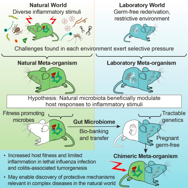 Gut microbes from wild mice protect lab mice against lethal influenza infection and colitis-associated tumigenesis.