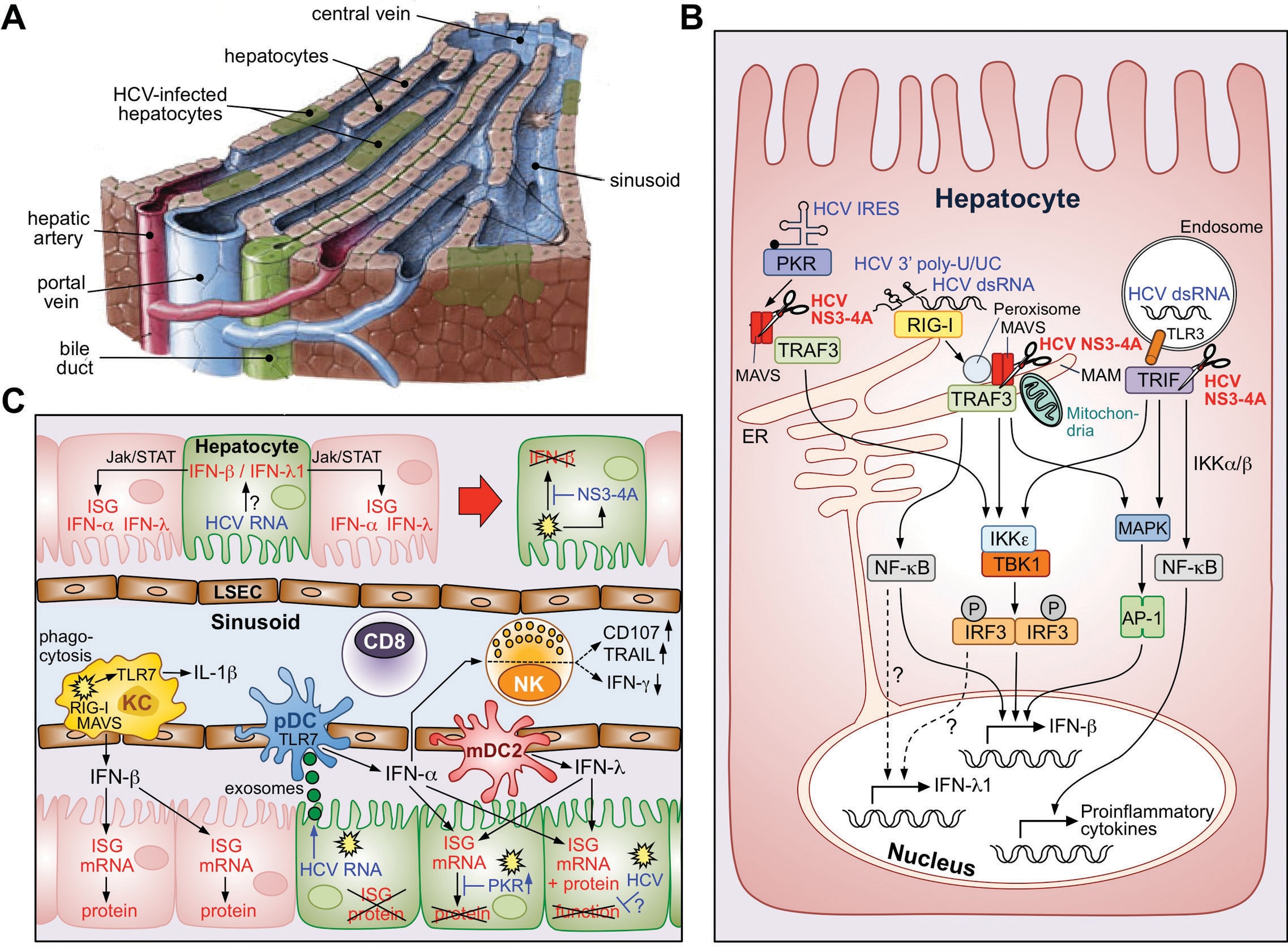 Hepatitis C virus induces and evades innate immune responses in the liver.