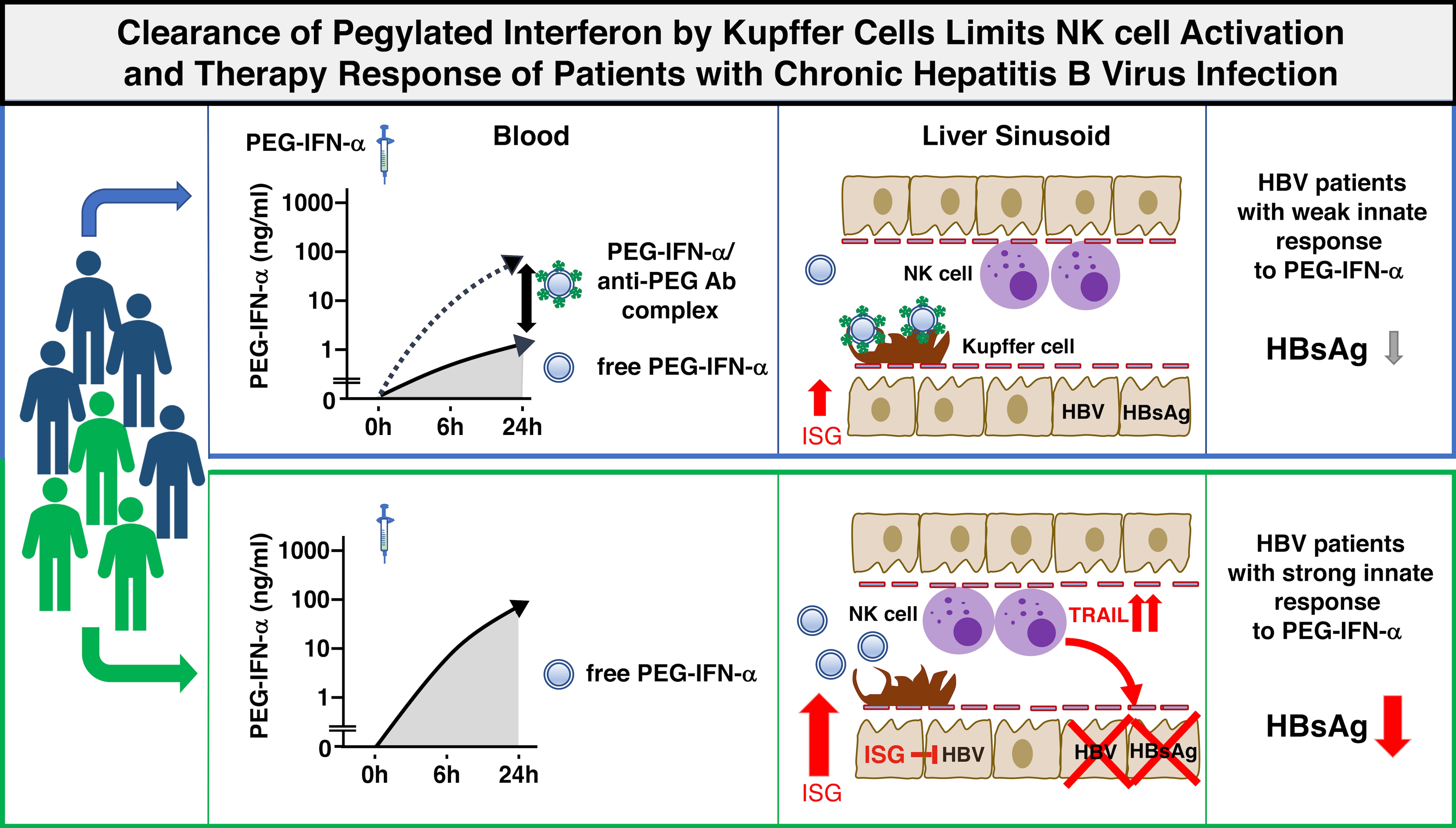 Diagram showing clearance of pegylated interferon by Kupffer cells limits NK cell activation and therapy response of patients with chronic hepatitis B virus infection.