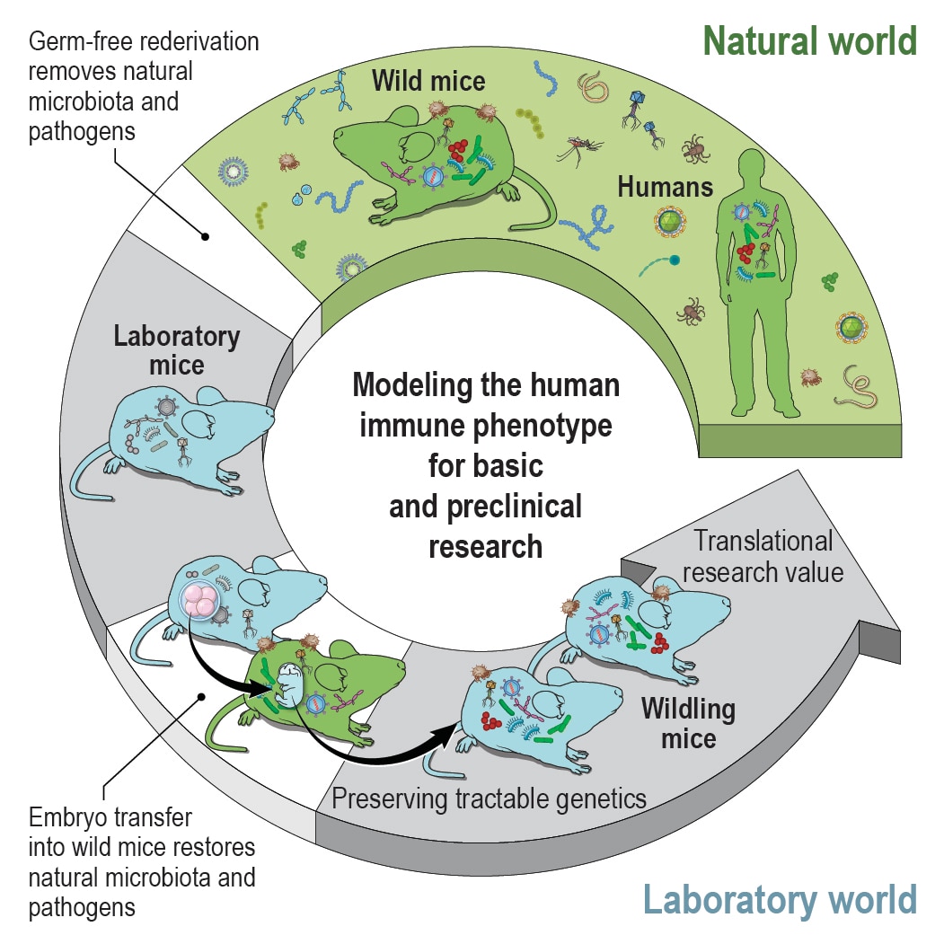 Diagram modeling the human immune phenotype for basic and preclinical research.